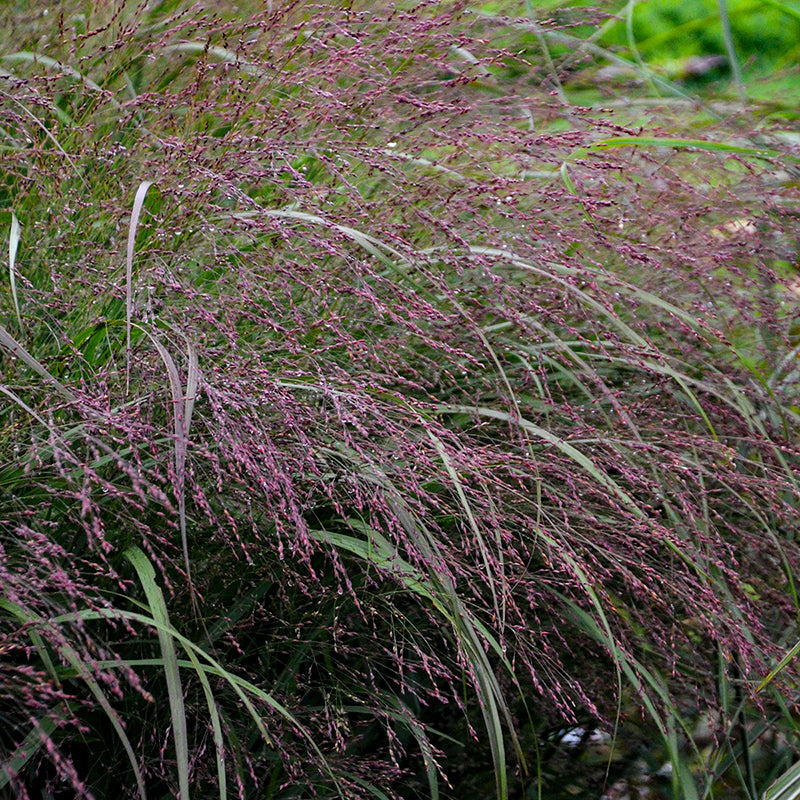 Prairie Winds® 'Apache Rose' Switchgrass | Perennials – Great