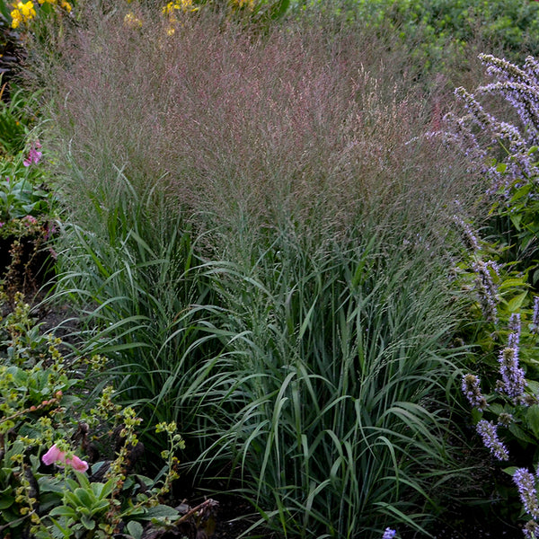 Prairie Winds® 'Apache Rose' Switchgrass | Perennials – Great