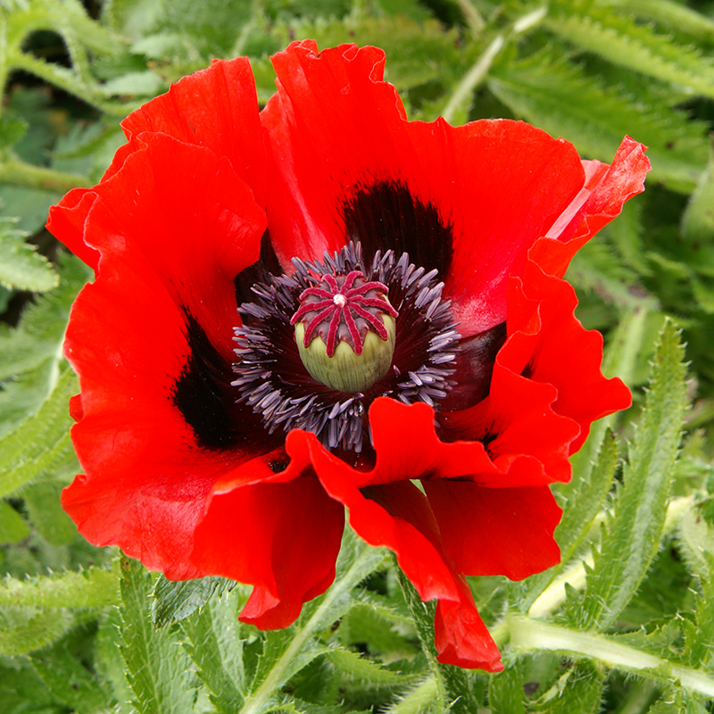 Le pavot oriental 'Beauty of Livermere' possède des fleurs rouge vif, fines comme du papier, avec un cœur noir.