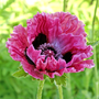 'Central Park' Oriental Poppy has deep berry-purple and black flowers for a dramatic flair!