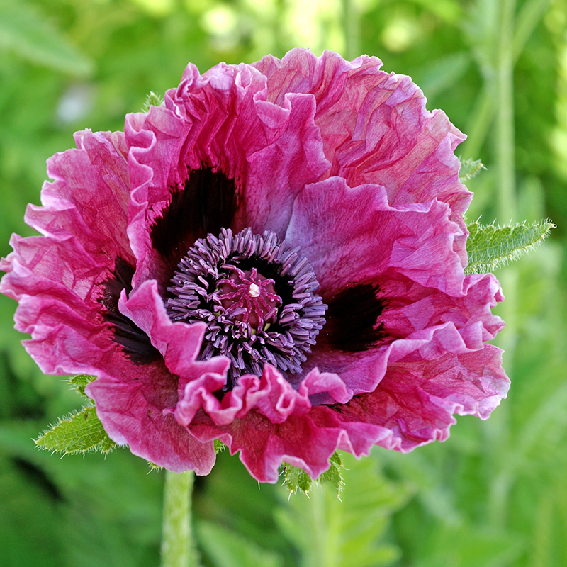 'Central Park' Oriental Poppy is low maintenance and deer resistant.