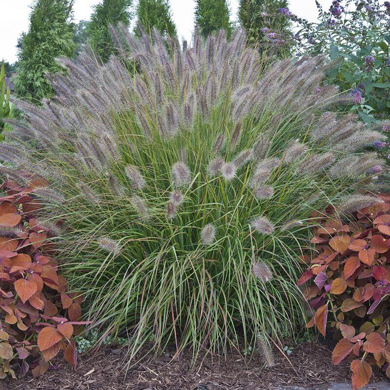 Prairie Winds Desert Plains Fountain Grass has fluffy purple flower spikes from summer to winter