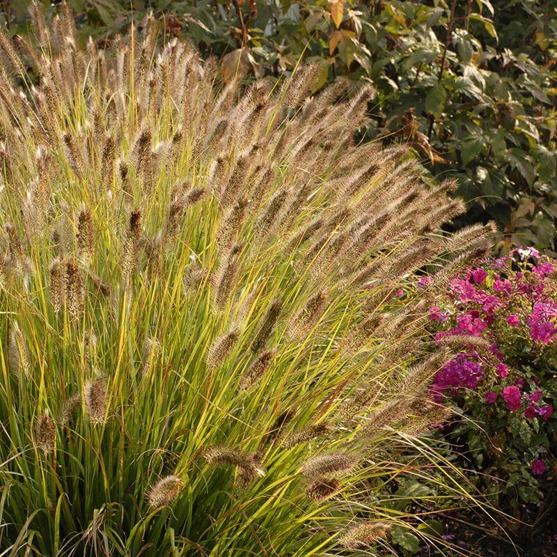 Prairie Winds 'Desert Plains' Fountain Grass (Pennisetum)