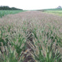 Prairie Winds Desert Plains Fountain Grass creates a lovely display as a specimen or when mass planted