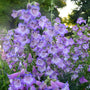 Cha Cha Lavender Beardtongue with lavender flowers lining tall green stalks. 