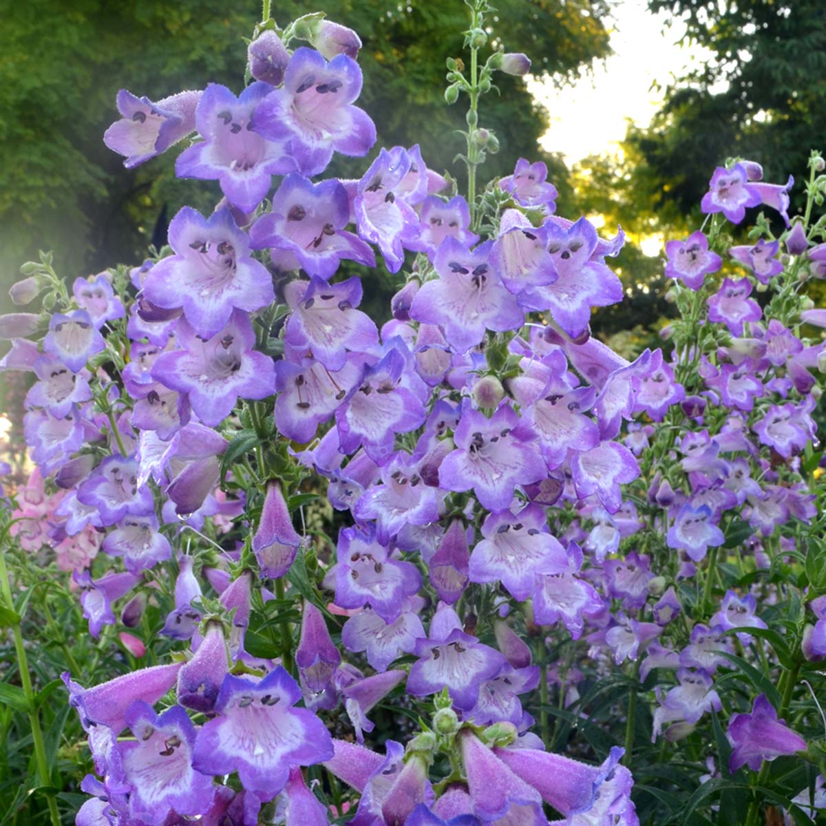 Cha Cha Lavender Beardtongue with lavender flowers lining tall green stalks. 
