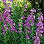 Cha Cha Lavender Beardtongue with vibrant lavender flowers and bright green foliage. 