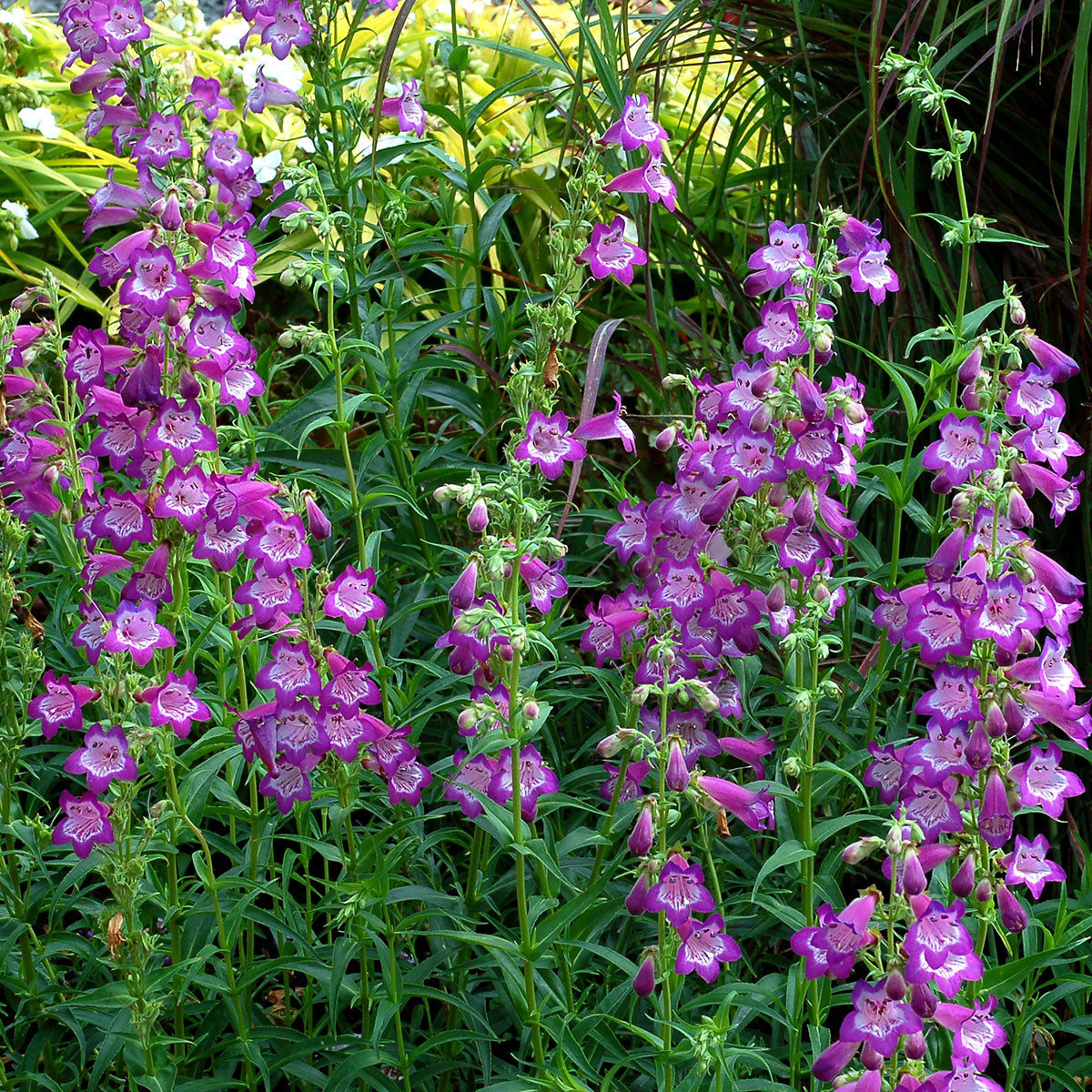 Cha Cha Lavender Beardtongue with vibrant lavender flowers and bright green foliage. 