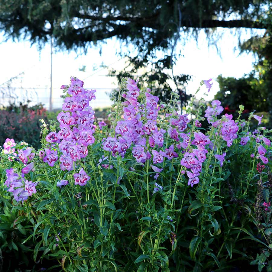 Cha Cha Lavender Beardtongue with stalks of bright lavender flowers. 