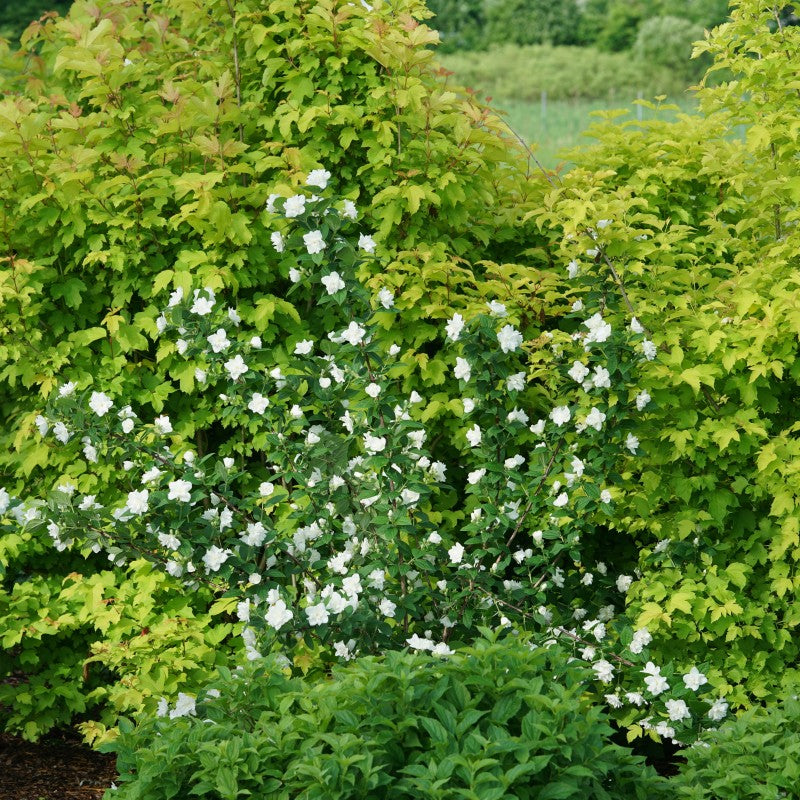 Illuminati Arch® Mock Orange For Sale | Shrubs & Trees – Great