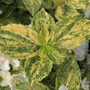 Close-up of Illuminati Sparks Mockorange's splashy yellow and green variegated foliage. 