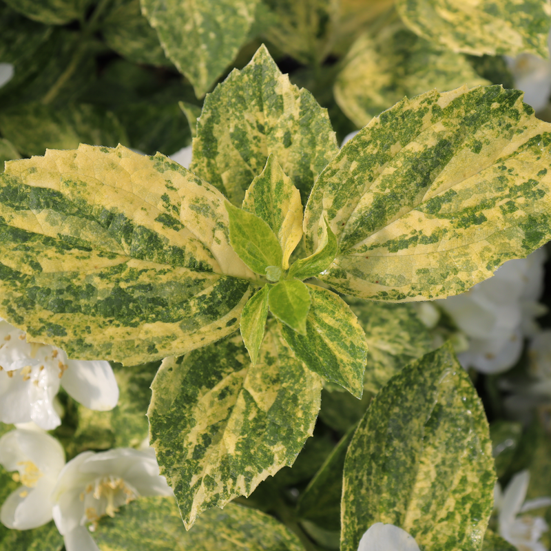 Close-up of Illuminati Sparks Mockorange's splashy yellow and green variegated foliage. 