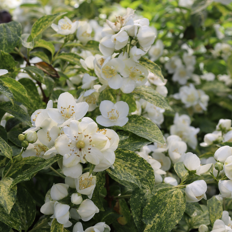 Close-up of Illuminati Sparks Mockorange's white flowers and variegated foliage. 