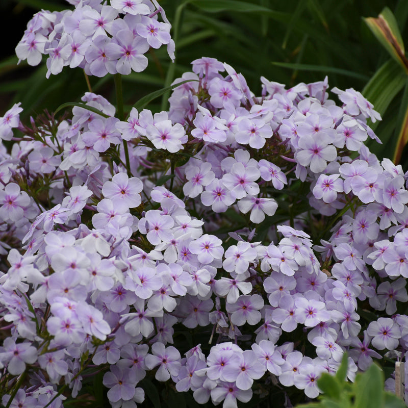 Opening Act Pink-A-Dot' Hybrid Phlox For Sale | Perennials – Great