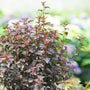 Summer Wine Black ninebark is easy to grow in clay soils