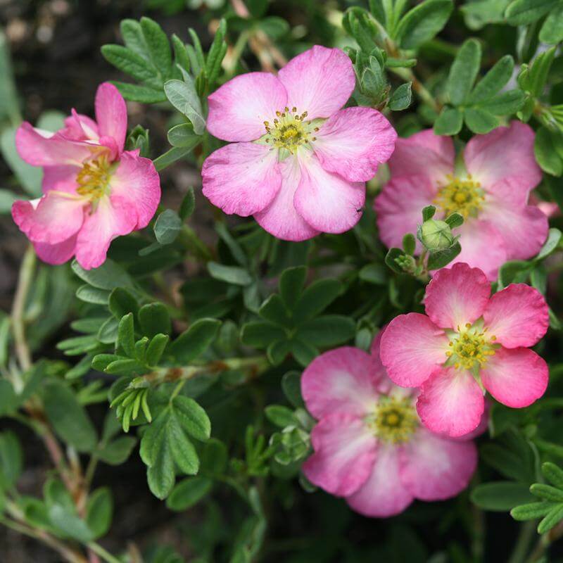 Close-up of Happy Face Hearts Potentilla blooms that are flushed pink around the edges with yellow centers. 