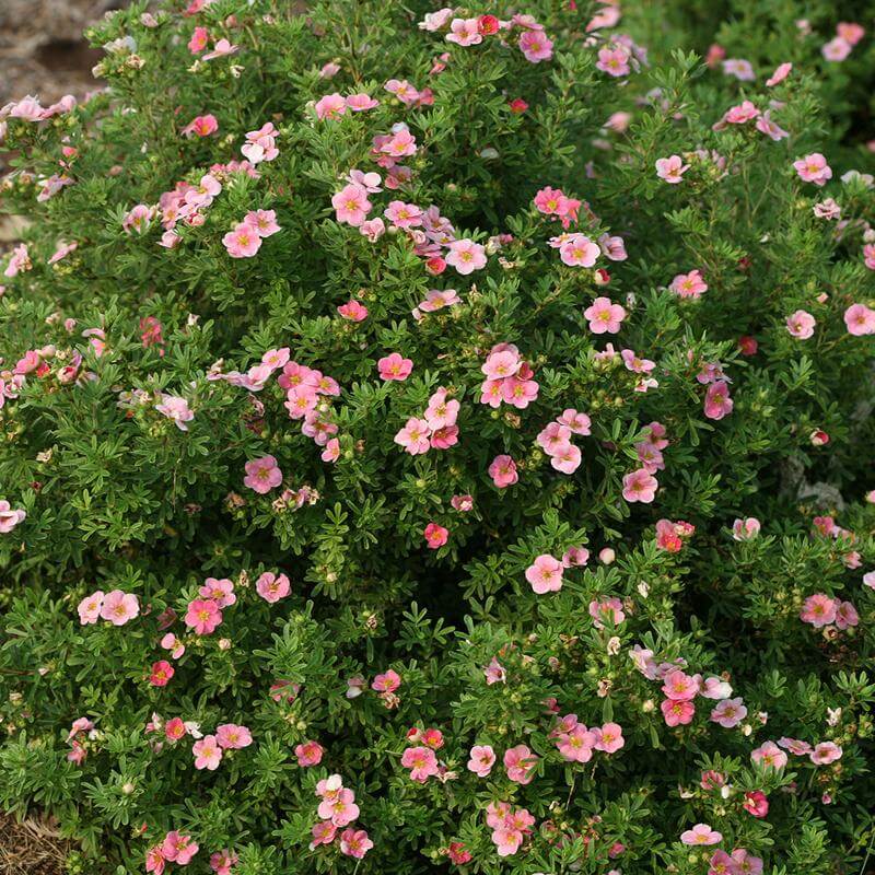 Happy Face Pink Paradise Potentilla with extra large flowers of a deep, true pink