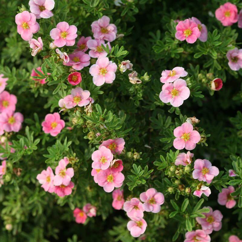 Happy Face Pink Paradise Potentilla with pink flowers and neat fern-like foliage. 