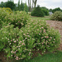 Happy Face Pink Paradise Potentilla in a landscape. 