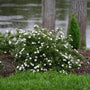 Happy Face White Potentilla with crisp white flowers in a landscape. 