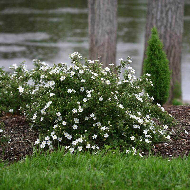 Happy Face White Potentilla with crisp white flowers in a landscape. 