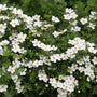Happy Face White Potentilla's big white flowers and green fern-like foliage. 