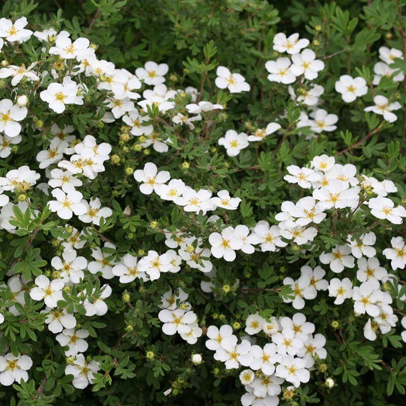 Happy Face White Potentilla's big white flowers and green fern-like foliage. 