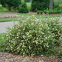 Happy Face White Potentilla with white flowers and green foliage in a landscape. 