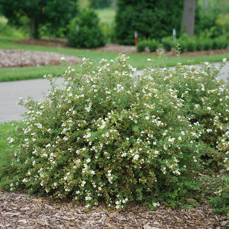 Happy Face White Potentilla with white flowers and green foliage in a landscape. 