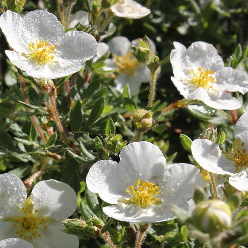 Close-up of Happy Face White Potentilla's large crisp white flowers. 