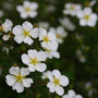Close-up of Happy Face White Potentilla blooms dotted with water drops. 