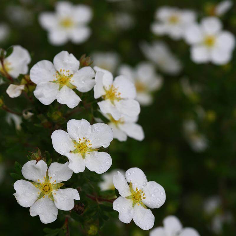 Close-up of Happy Face White Potentilla blooms dotted with water drops. 