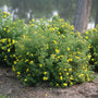 Happy Face Yellow Potentilla with large yellow flowers in a landscape. 