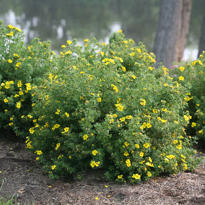 Happy Face Yellow Potentilla with large yellow flowers in a landscape. 