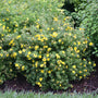Happy Face Yellow Potentilla with yellow flowers and fern-like foliage. 