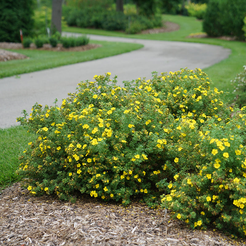 Happy Face Yellow Potentillas in a landscape. 