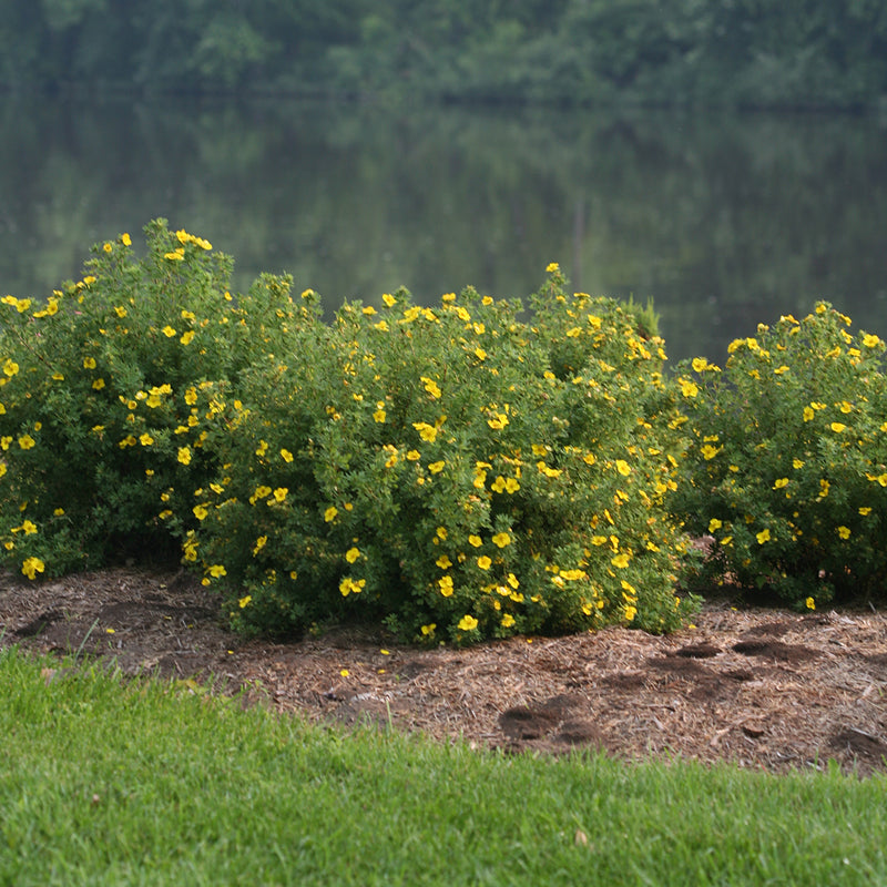 Three Happy Face Yellow Potentillas in a landscape. 
