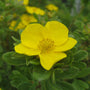 Close-up of a bright yellow Happy Face Yellow Potentilla flower. 