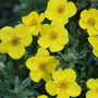 Happy Face Yellow Potentilla's extra large bright yellow flowers. 