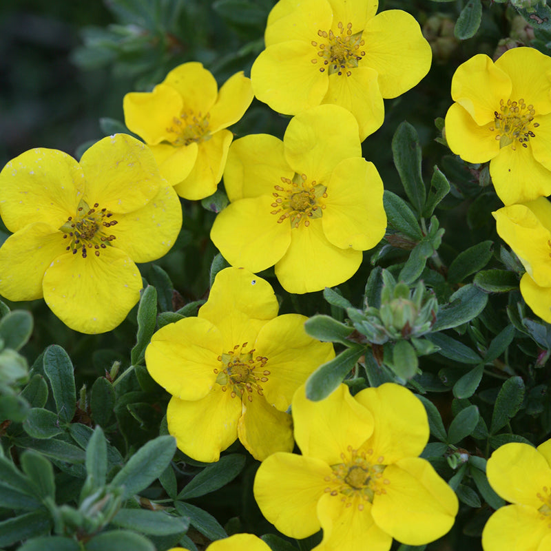 Happy Face Yellow Potentilla's extra large bright yellow flowers. 