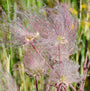 Le geum des prairies est une plante vivace indigène facile à cultiver.
