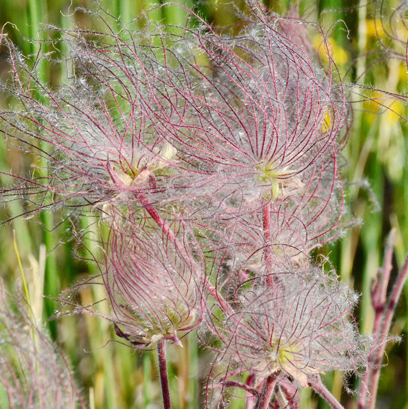 Le geum des prairies est une plante vivace indigène facile à cultiver.