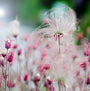 Le geum Prairie Smoke possède des fleurs roses qui se transforment en capitules plumeux.