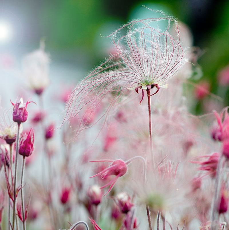 Le geum Prairie Smoke possède des fleurs roses qui se transforment en capitules plumeux.