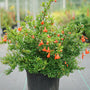 Punica Peppy Le Pom a des fleurs orange vif tout l'été.