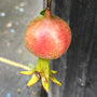La grenade Peppy Le Pom a des fruits ornementaux