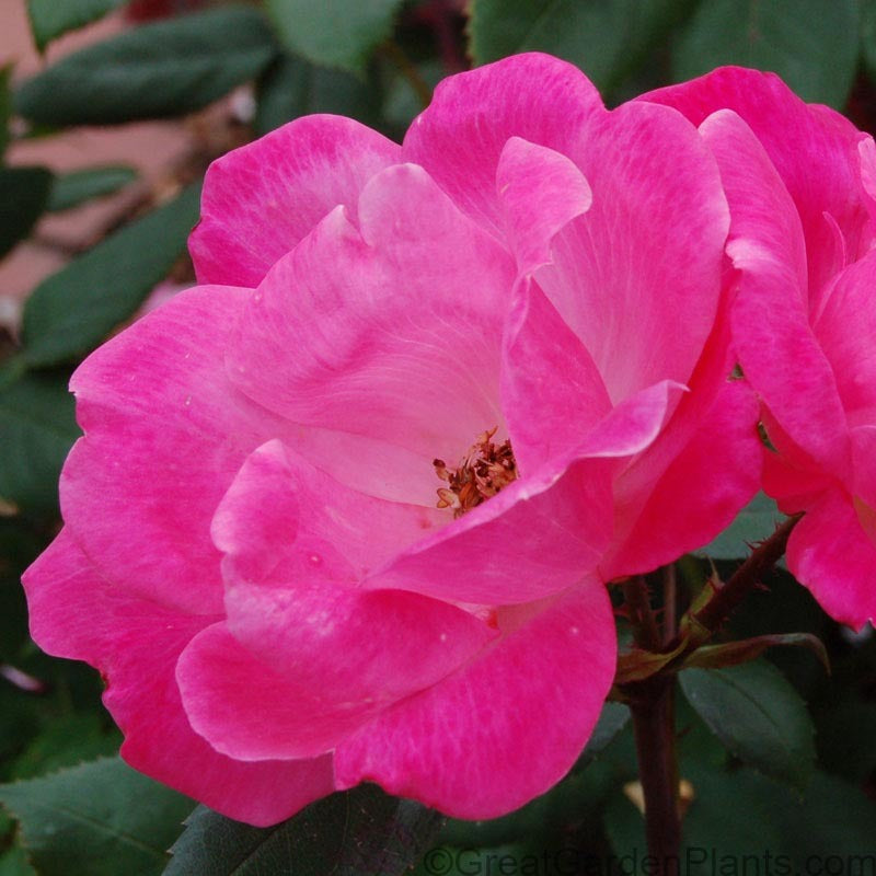 Close up of Pink Knock Out Rose vibrant pink flower.