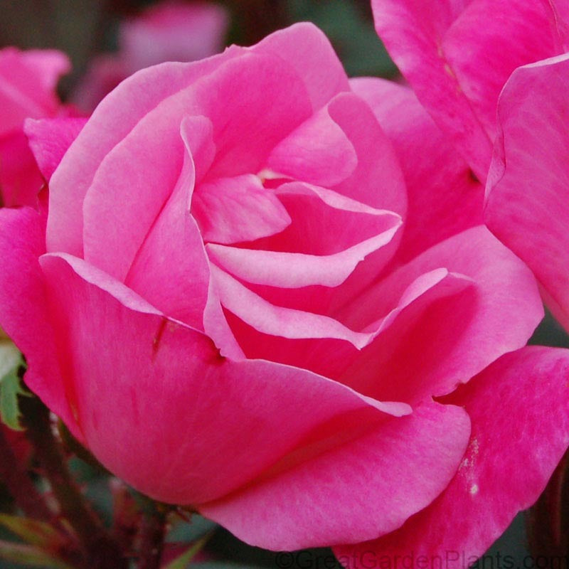 Close up of Pink Knock Out Rose deep pink flower.