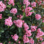 La Vida Mas™ Aubépine indienne Recouverte de fleurs roses au printemps et en été.