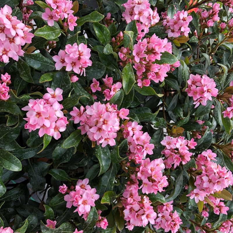 La Vida Mas™ Aubépine indienne Recouverte de fleurs roses au printemps et en été.